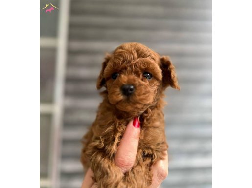 Kore poodle 