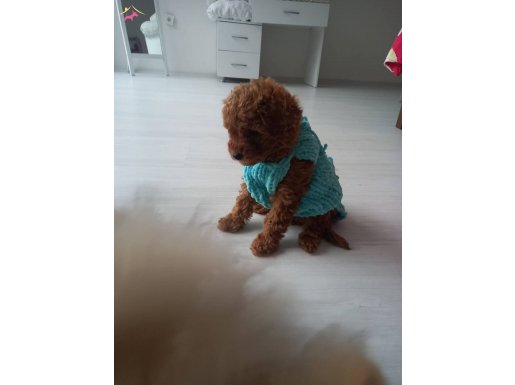 Kore poodle 