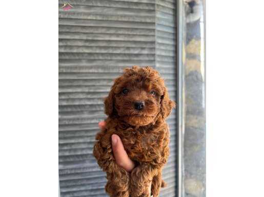 Orijinal poodle 