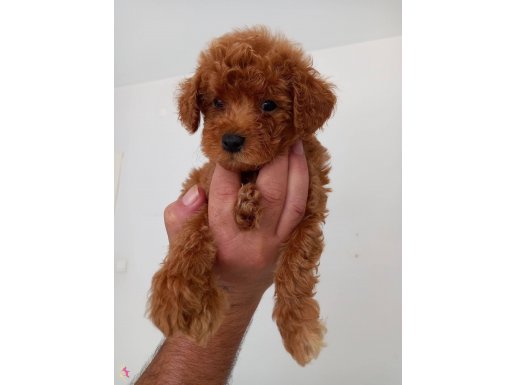 Orjinal kore poodle 