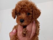 Orjinal kore poodle 