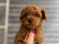 Kore poodle 