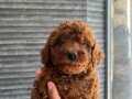 Orijinal poodle 