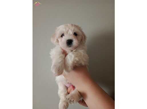 Maltese terrier yavrularım anne baba bana ait