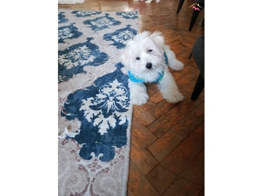 Maltese terrier yavrularım