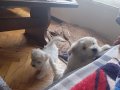 Maltese terrier iki aylıklar 