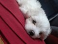 Maltese terrier anne maltipo