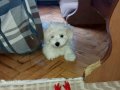 Maltese terrier yavrum anne ve baba bana ait