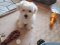 Maltese terrier yavrum anne ve baba bana ait