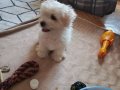 Maltese terrier yavrum anne ve baba bana ait