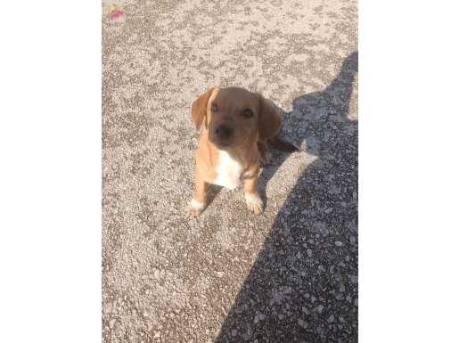 Çok akıllı  sadık sevimli tatlı bir köpek 