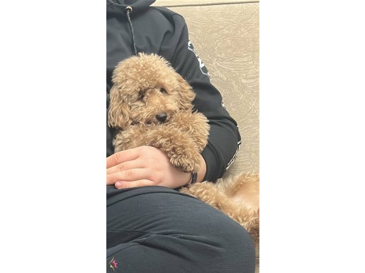 Toy poodle