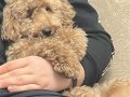 Toy poodle
