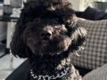 AŞILARI TAM TUVALET EĞİTİMLİ SAFKAN TOY POODLE SAHİPLENDİRME