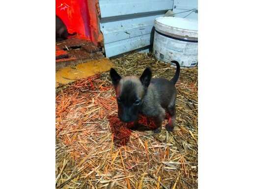 1 Aylık Safkan Scrli Yavrular 