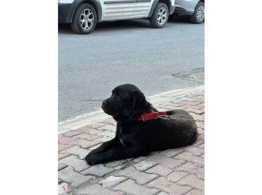 8 aylık ASİL