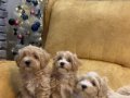 50 GÜNLÜK SAĞLIKLI MALTİPOO BEBEKLER