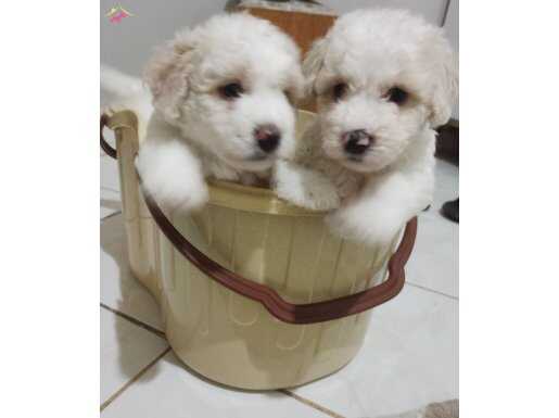Erkek maltipoo yavrular  acil uygun fiyat 