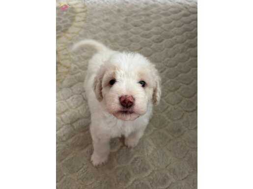 En uygun fiyatla maltipoo