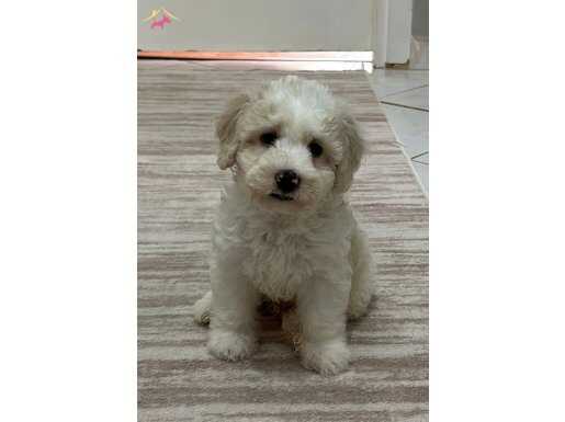 En uyguna maltipoo yavrular 