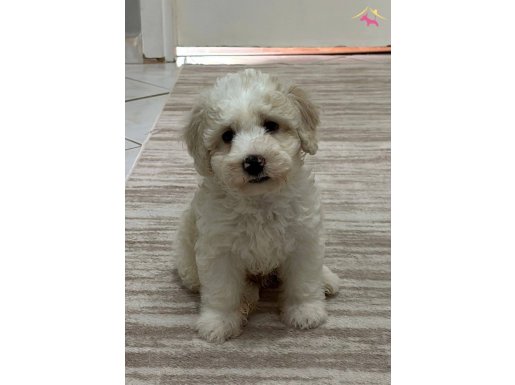 Çok tatlı maltipoo yavrular 