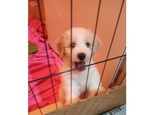 Maltipoo erkek yavru 
