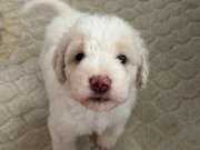 En uygun fiyatla maltipoo