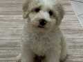 En uyguna maltipoo yavrular 