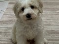 Çok tatlı maltipoo yavrular 