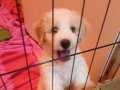 Maltipoo erkek yavru 