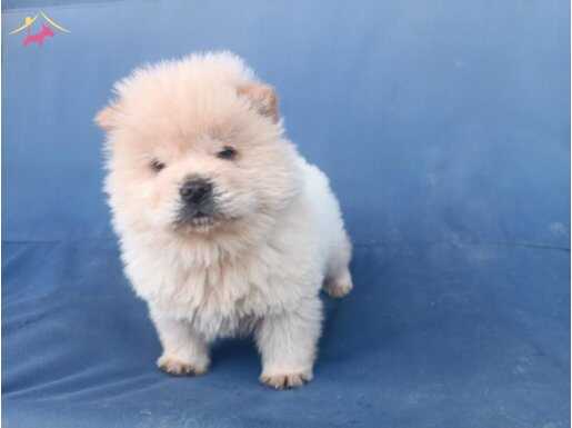 IRK GARANTİLİ CHOW CHOW YAVRULARI