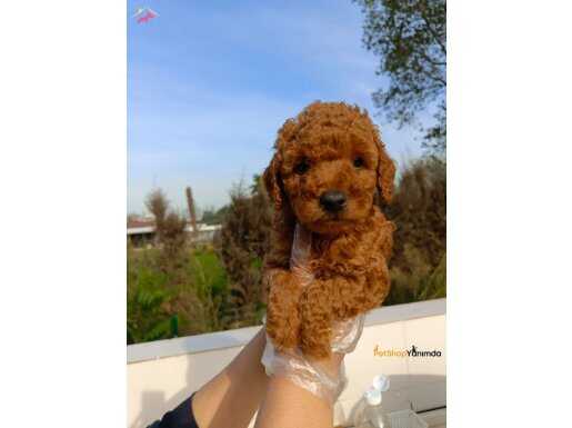 Toy poodle  sevimli yavrular