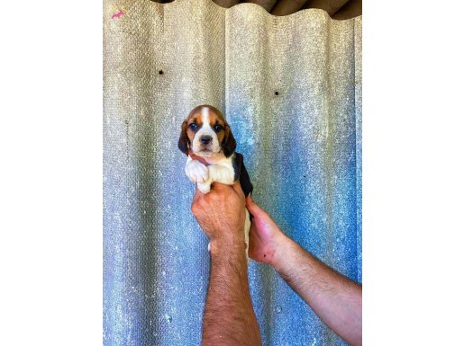muhteşem beagle yavrular
