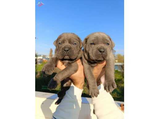 Dev Cane Corso yavruları