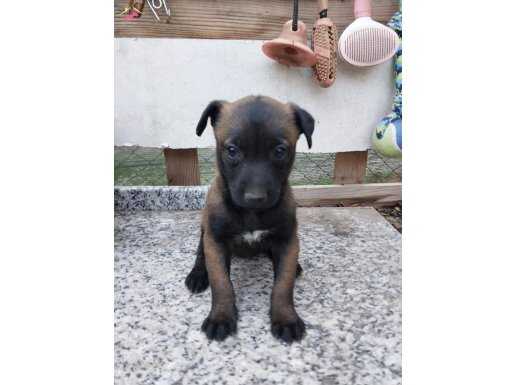 Meşhur  baba dan Hırs küpü belcika kurdu yavruları 