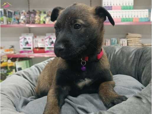 Belçika kurdu yavruları 