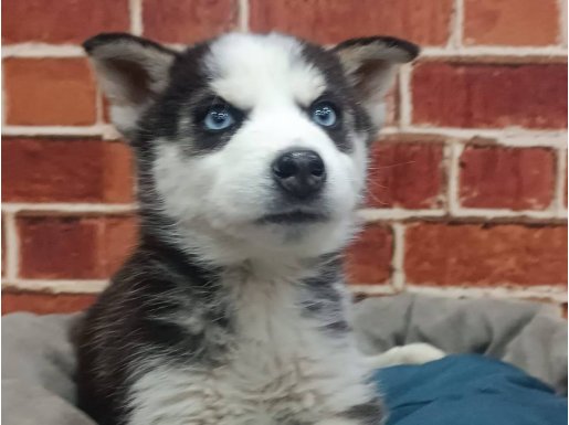 Güzel gözlü husky