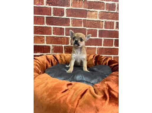 Gerçek Bir Sevgi Yumağı Mini Boy