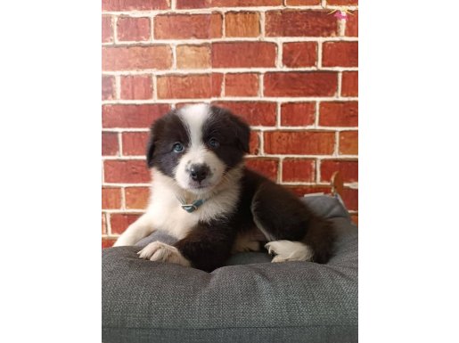 Zeki,Sağlıklı ve Irk garantili Border Collie Yavruları