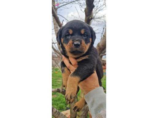 Safkan Macar rottweiler yavrularımız 
