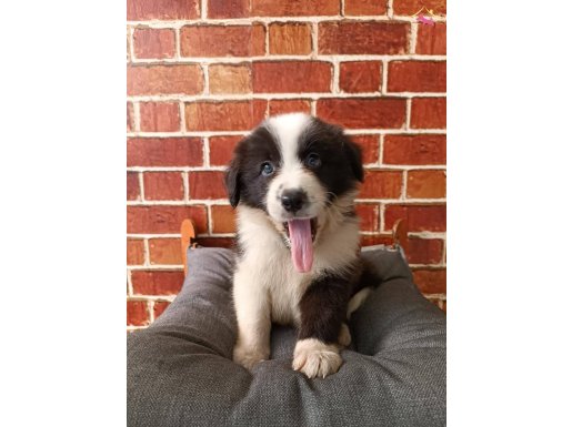 Akıllı Ve Sosyal border collie Yavruları