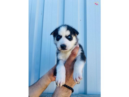 Mavi Gözlü Maskeli Husky Yavruları