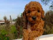 Toy poodle  sevimli yavrular