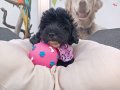 maltipoo