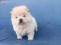 IRK GARANTİLİ CHOW CHOW YAVRULARI
