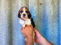 muhteşem beagle yavrular