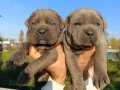 Dev Cane Corso yavruları