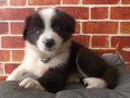 Zeki,Sağlıklı ve Irk garantili Border Collie Yavruları