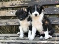 Zeki,Sağlıklı ve Irk garantili Border Collie Yavruları
