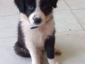 Zeki,Sağlıklı ve Irk garantili Border Collie Yavruları